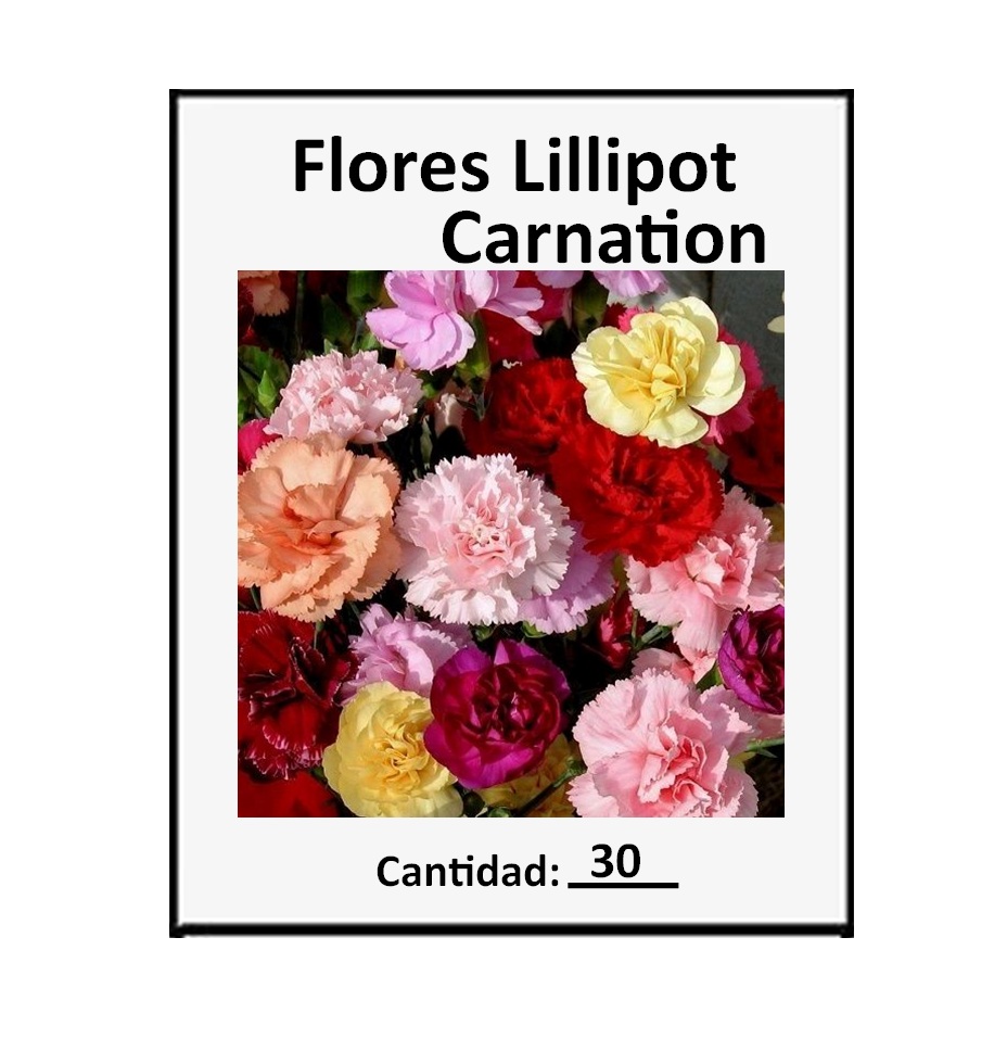 30 Semillas de Flores Lillipot Carnation