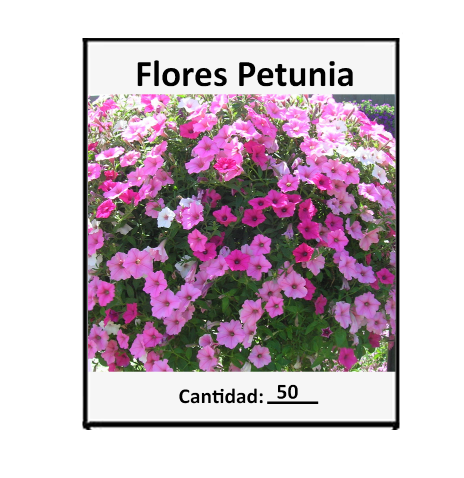 50 Semillas De Flores Petunia