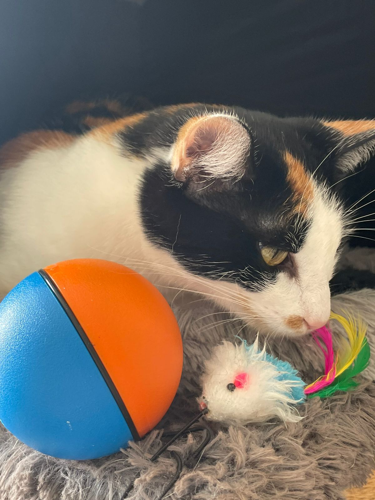 PELOTA CON VIBRASION PARA MASCOTA EG-609