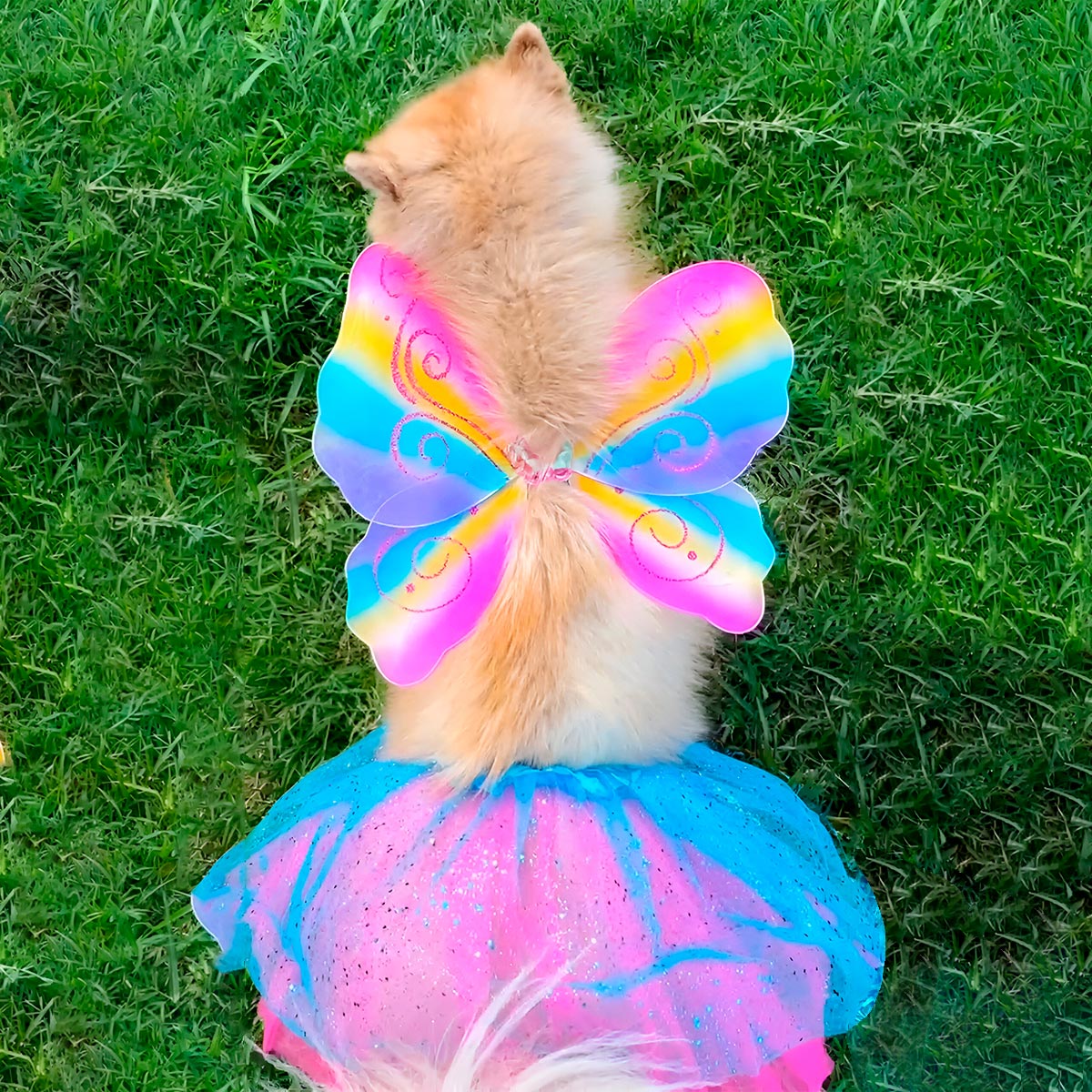 Disfraz Para Mascota Mariposa Halloweeen