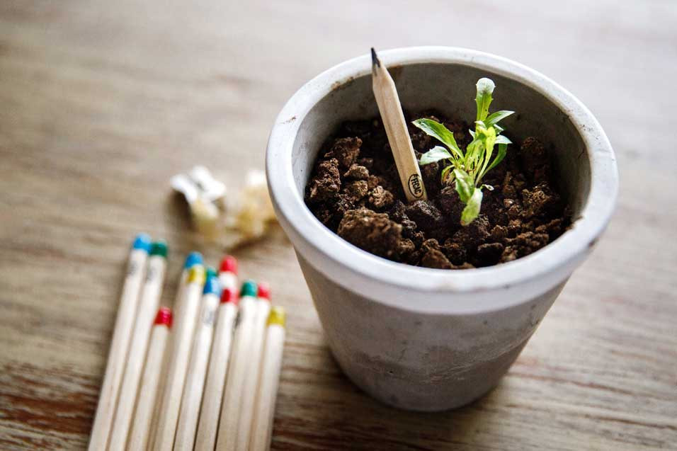 Lapiz Plantable Ecologico Pack x 5