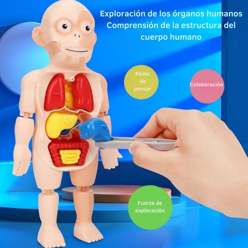JUGUETE EDUCATIVO DEL CUERPO HUMANO