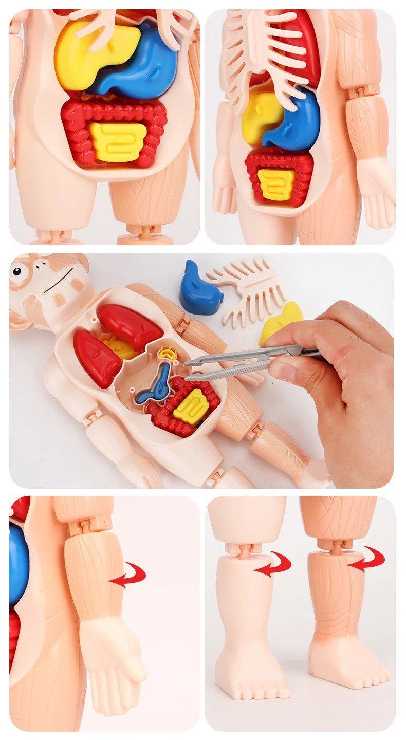 Miniatura 7 de JUGUETE EDUCATIVO DEL CUERPO HUMANO