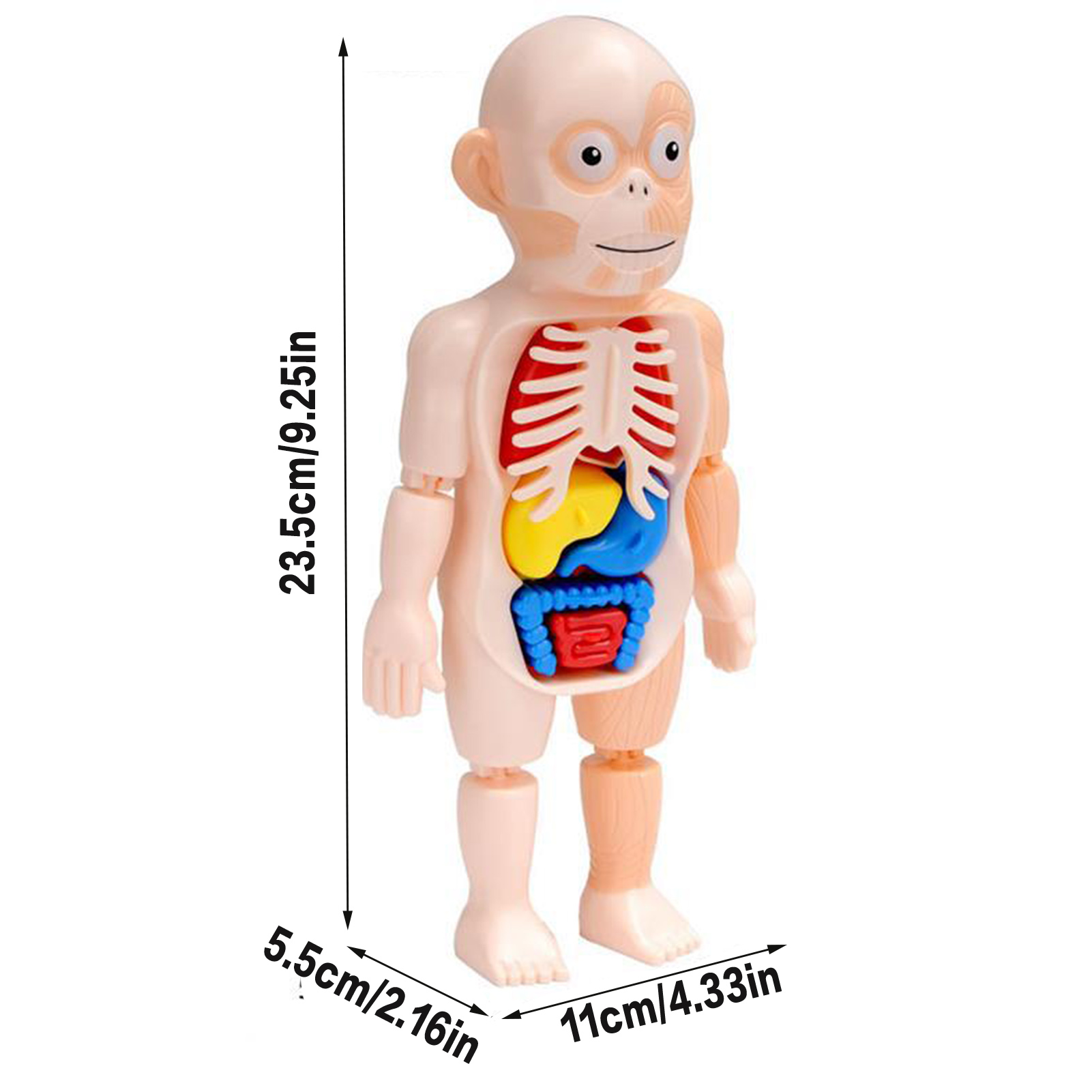 Miniatura 2 de JUGUETE EDUCATIVO DEL CUERPO HUMANO