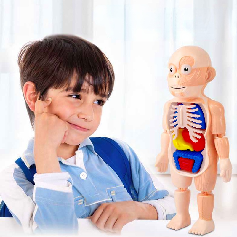 JUGUETE EDUCATIVO DEL CUERPO HUMANO