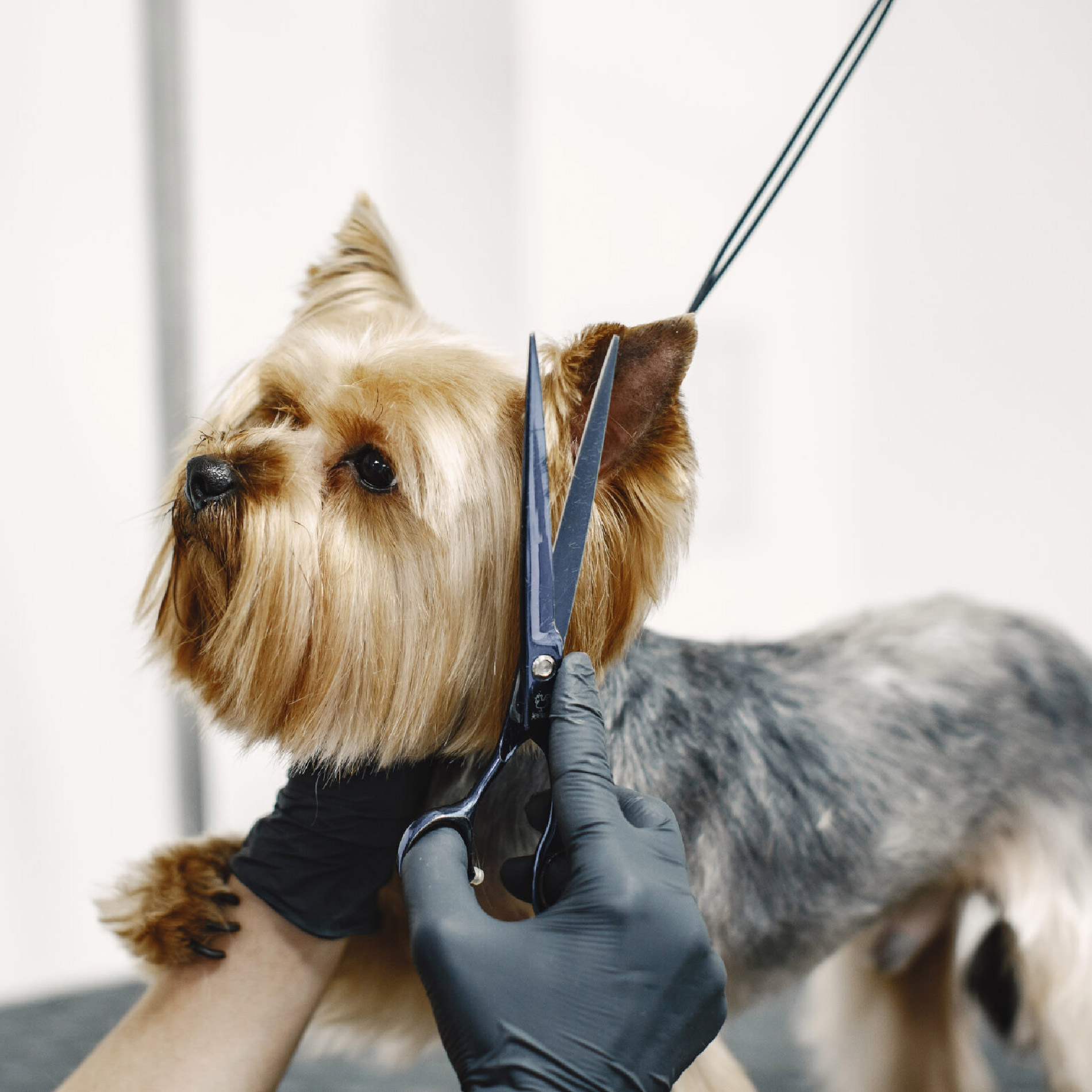 Miniatura 6 de Kit Tijeras Para Peluqueria Canina 3en1