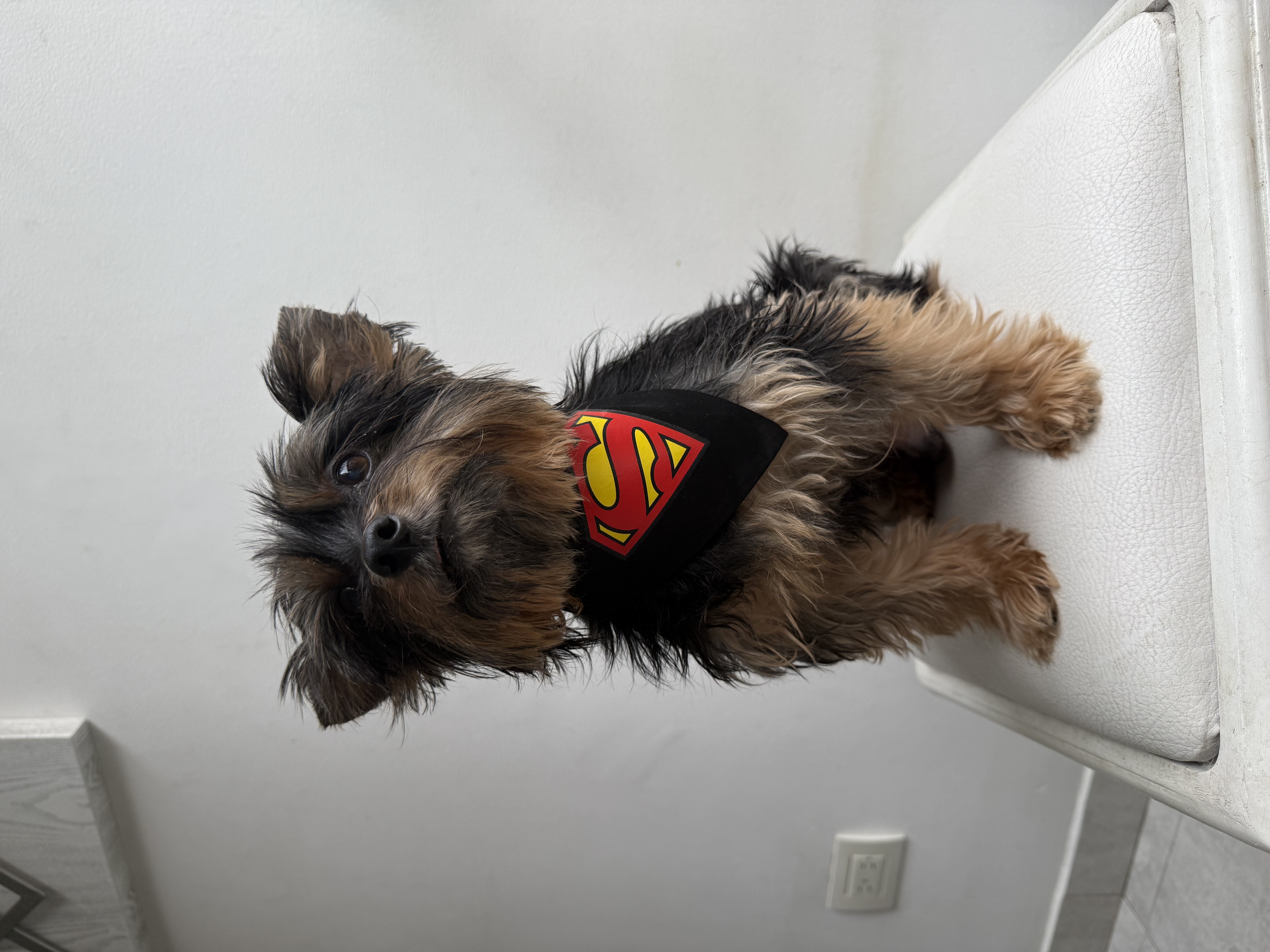 Collar Para Perro Superman 3