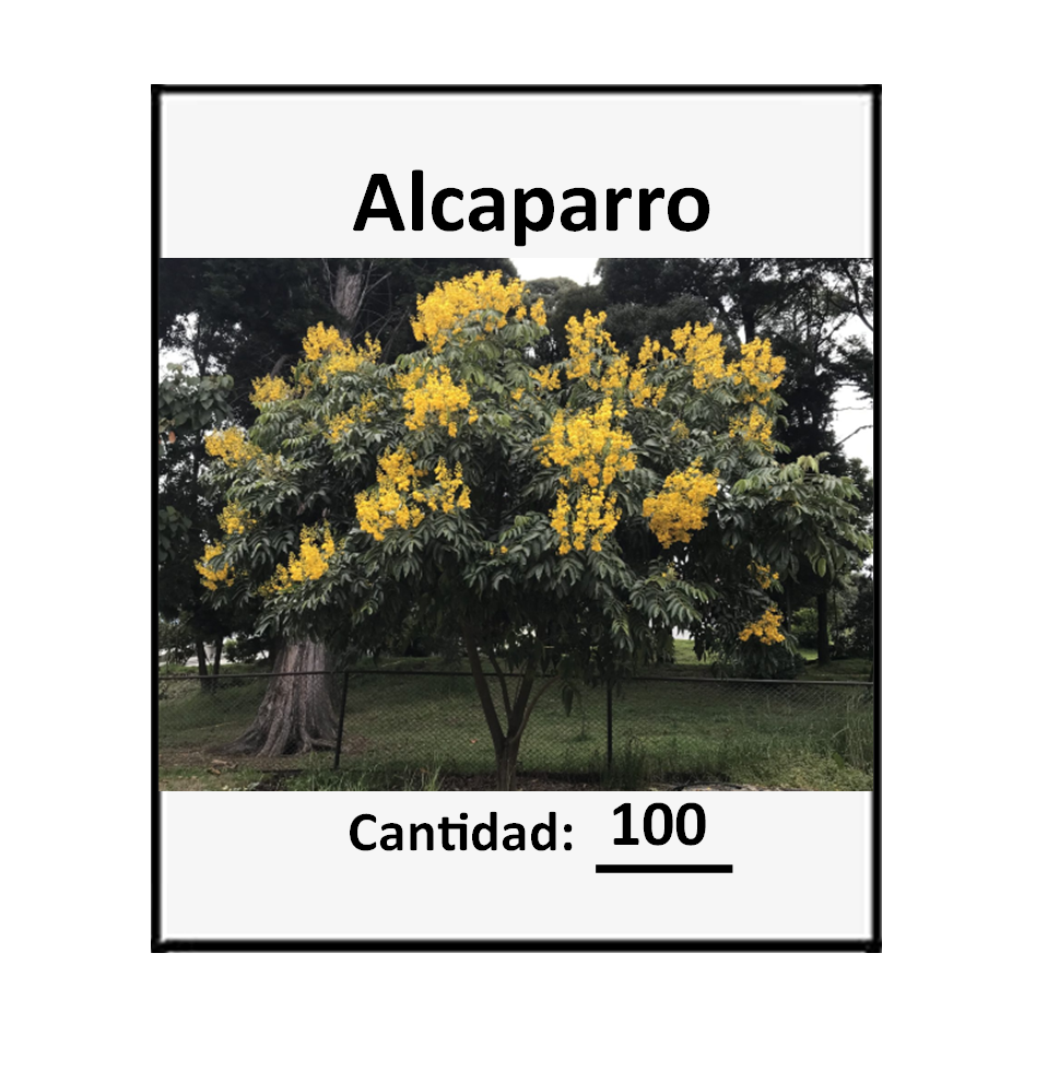100 Semillas De Árbol Alcaparro Enano