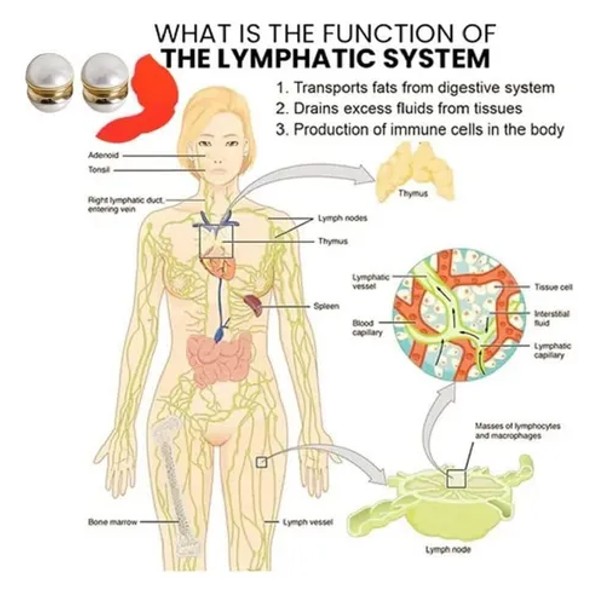 Miniatura 2 de Pendientes de Adelgazamiento Acupresión