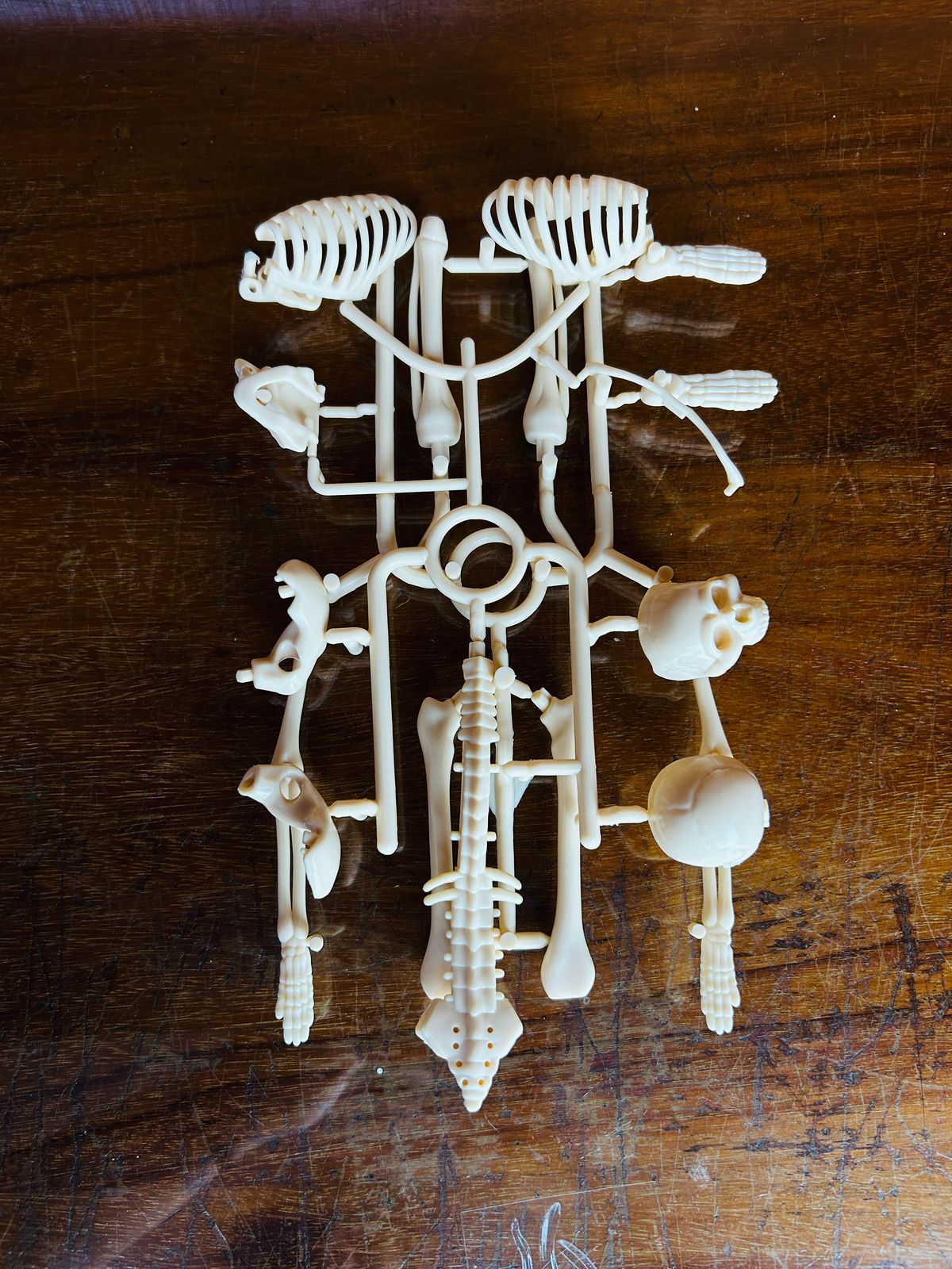 Miniatura 4 de MODELO ANATÓMICO