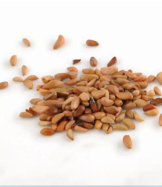 Miniatura 3 de SEMILLAS DE ROSA TREPADORA