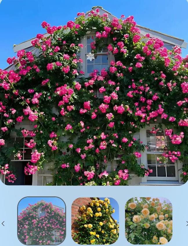 Miniatura 2 de SEMILLAS DE ROSA TREPADORA