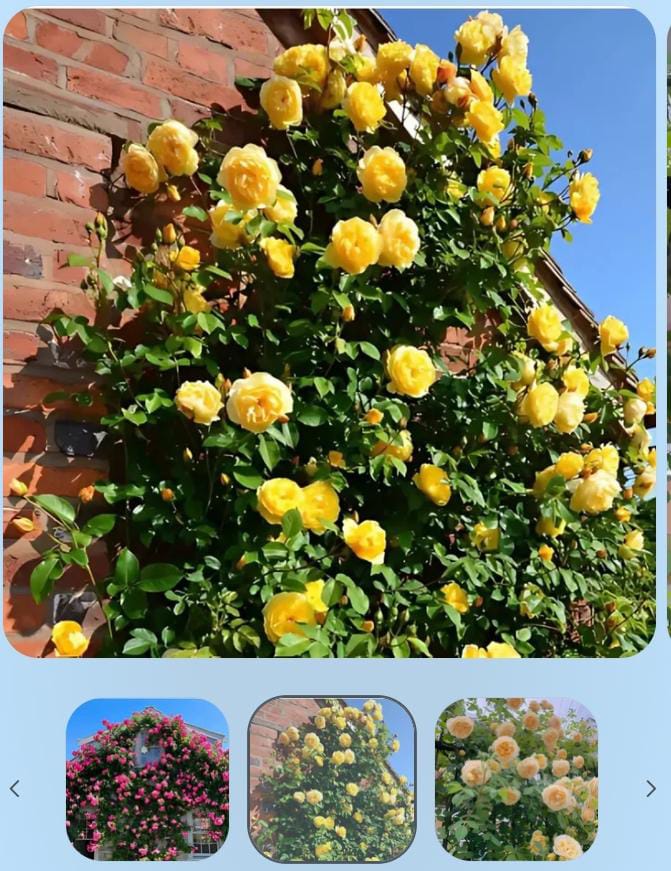 SEMILLAS DE ROSA TREPADORA