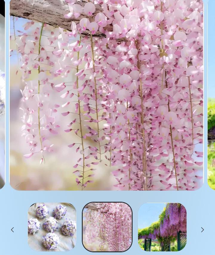 Miniatura 2 de WISTERIA ARBOL CHINO