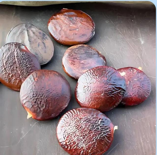 WISTERIA ARBOL CHINO