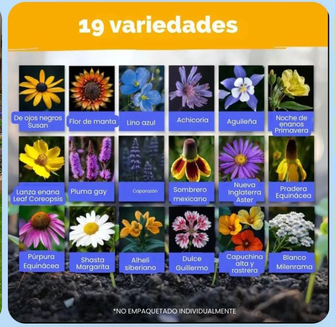 Miniatura 3 de FLORES TODO EL AÑO - SEMILLAS MIXTAS PER