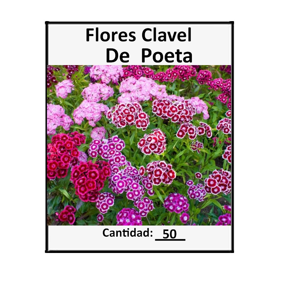 50 Semillas Clavel De Poeta