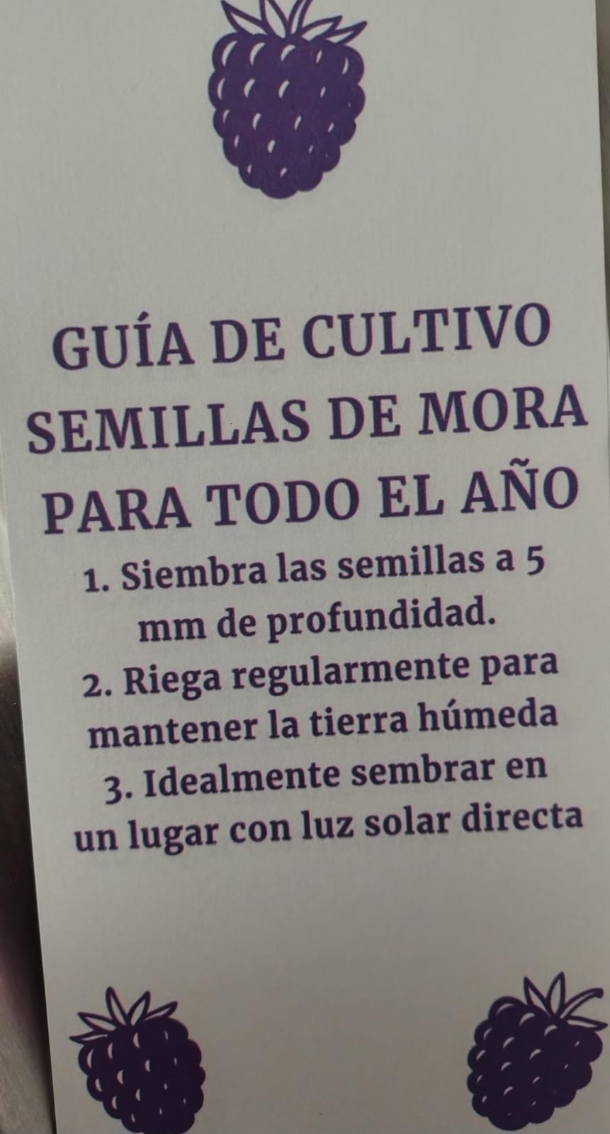 Miniatura 4 de SEMILLAS DE MORA