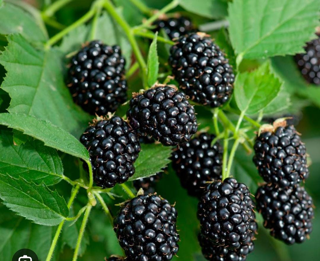 Miniatura 3 de SEMILLAS DE MORA