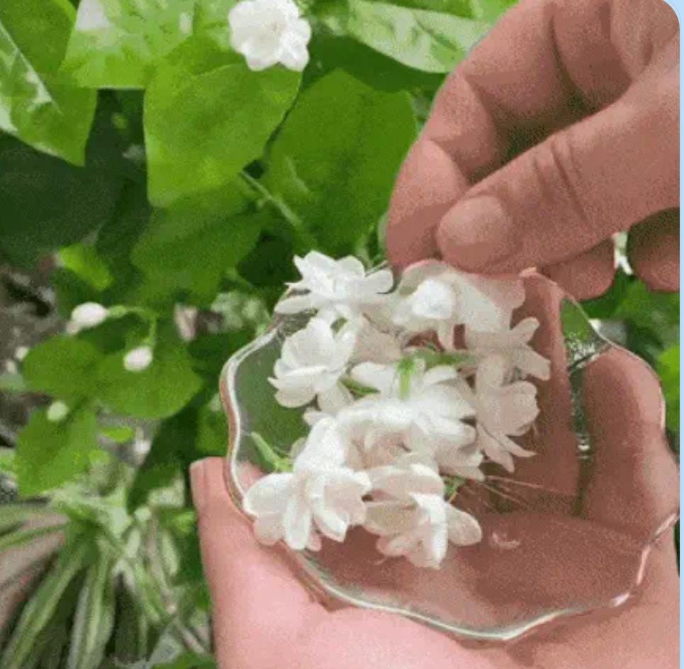 Miniatura 4 de SEMILLAS DE JAZMIN AGUA LUZ Y MIL AROMAS