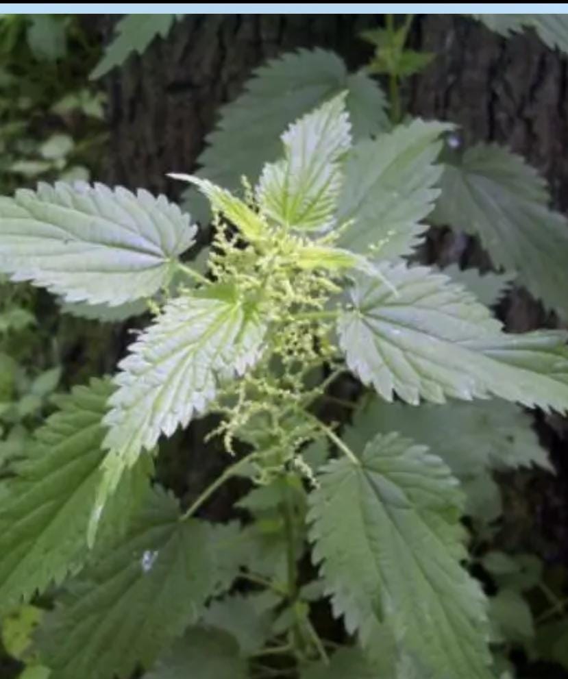 Miniatura 3 de SEMILLAS DE JAZMIN AGUA LUZ Y MIL AROMAS