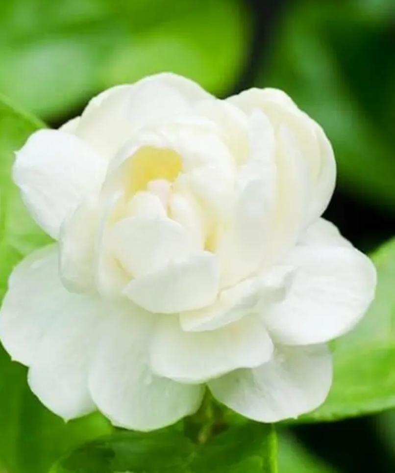 Miniatura 6 de SEMILLAS DE JAZMIN AGUA LUZ Y MIL AROMAS