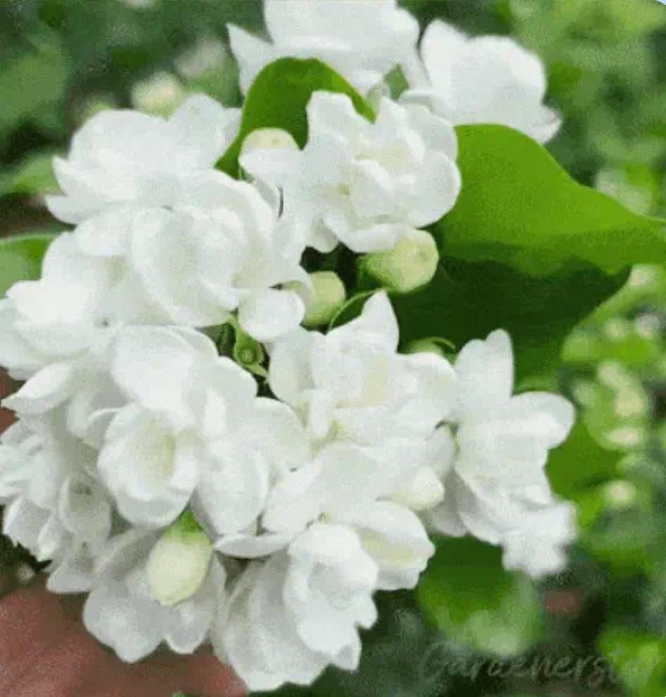 Miniatura 2 de SEMILLAS DE JAZMIN AGUA LUZ Y MIL AROMAS