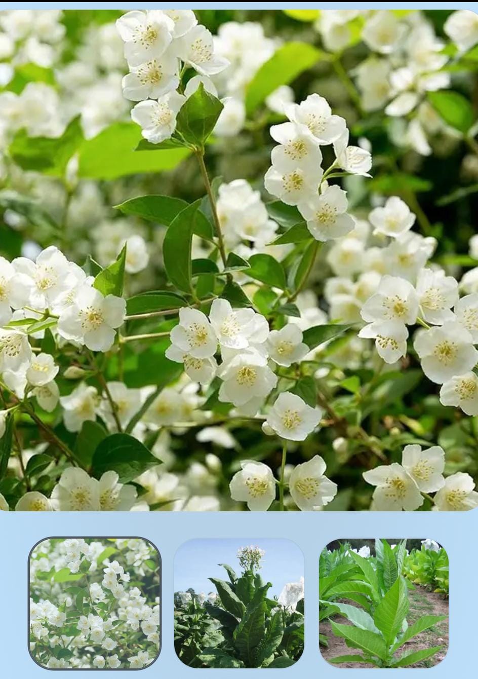 SEMILLAS DE JAZMIN AGUA LUZ Y MIL AROMAS