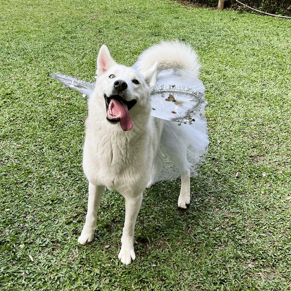 Miniatura 3 de Disfraz Para Mascotas Angel OF-1500PET