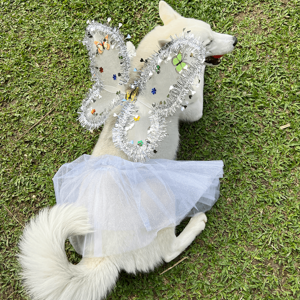 Miniatura 4 de Disfraz Para Mascotas Angel OF-1500PET