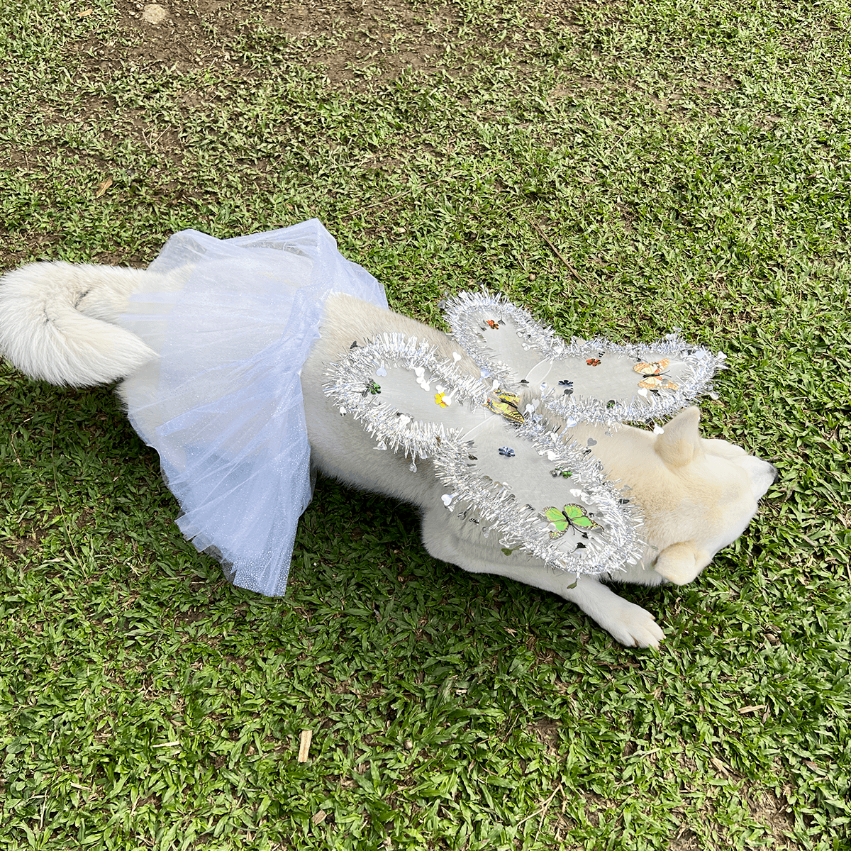 Disfraz Para Mascotas Angel OF-1500PET