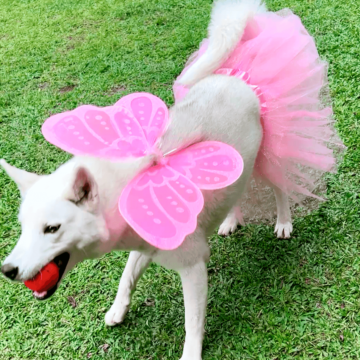 Disfraz Mascota Hada Tutu OF-1507PET