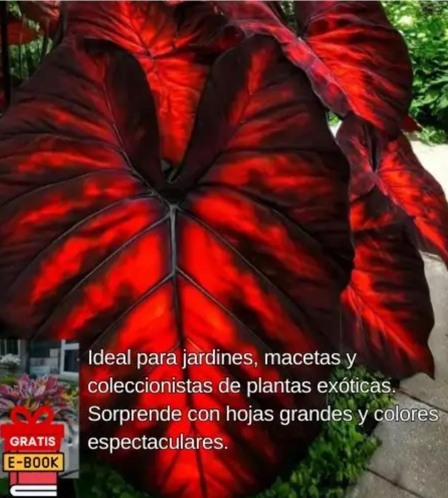 Miniatura 3 de SEMILLAS DE HOSTA ROJA Y NEGRA