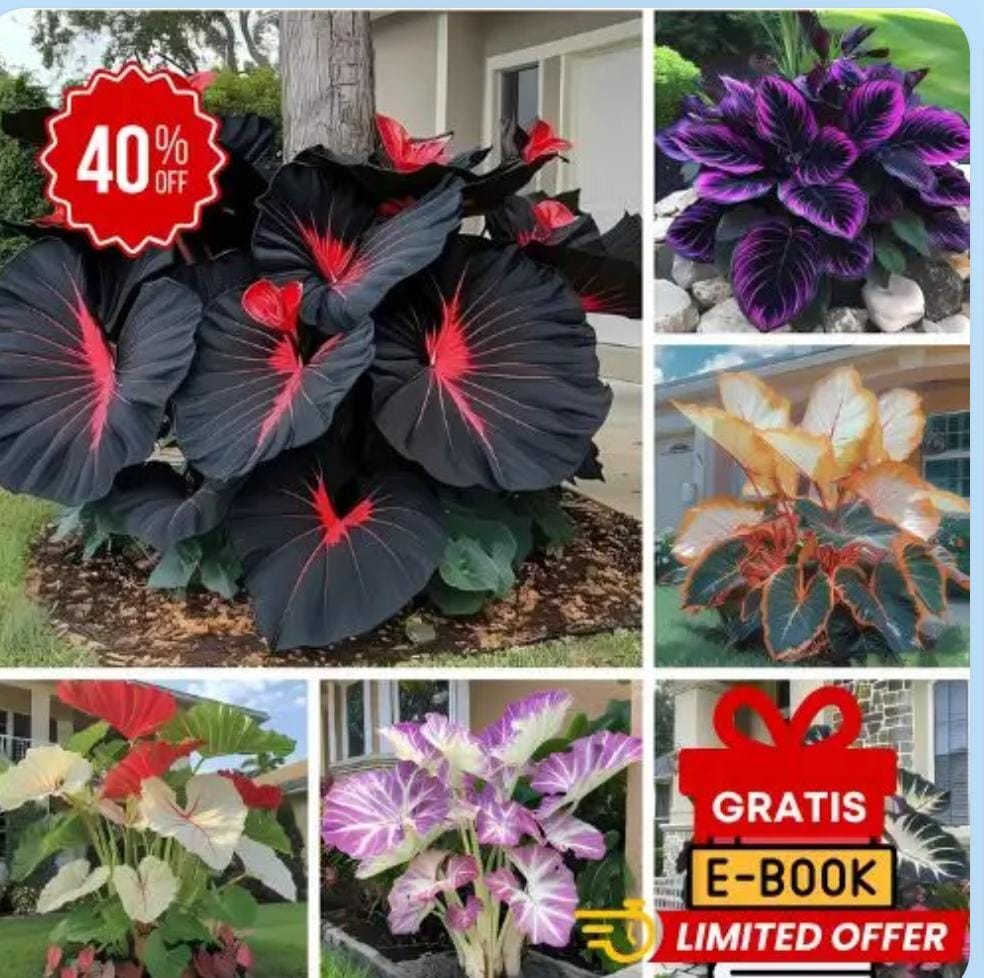 SEMILLAS DE HOSTA ROJA Y NEGRA