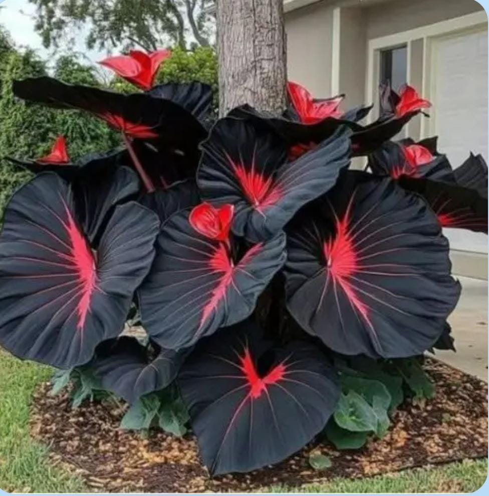 Miniatura 2 de SEMILLAS DE HOSTA ROJA Y NEGRA