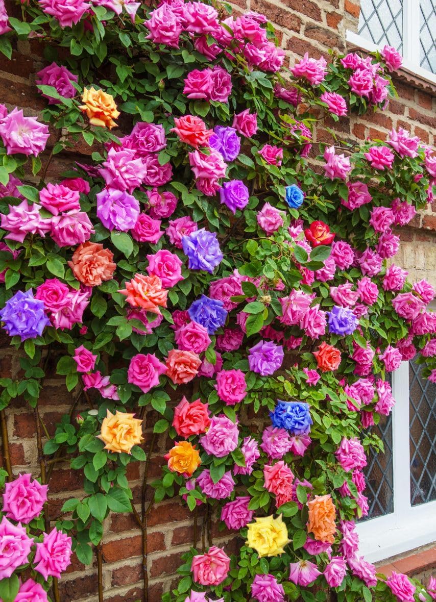 10 Semillas Rosa Trepadora mix