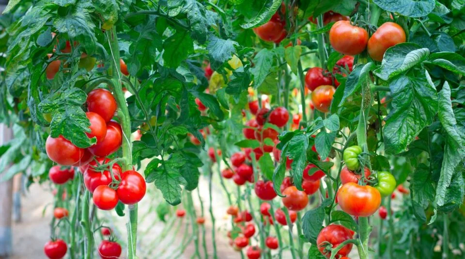 50 Semillas De Tomate Para Maceta
