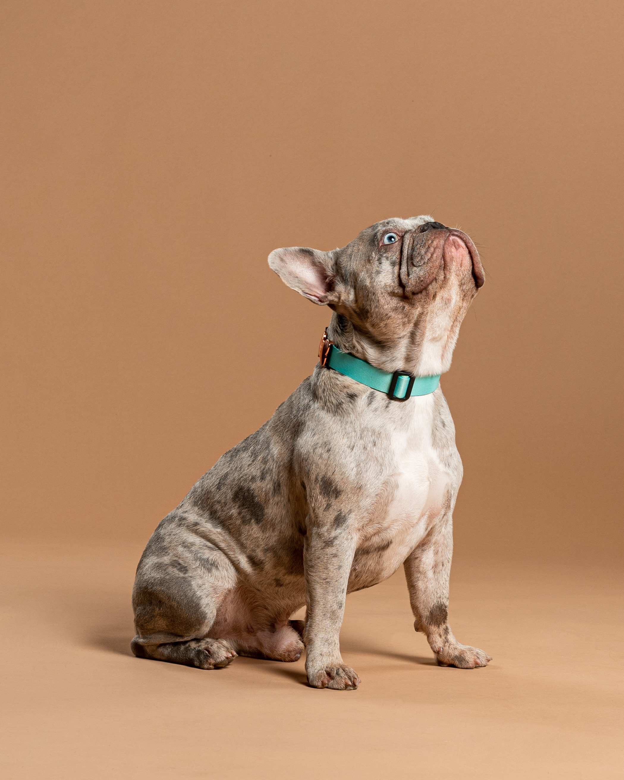 Collar Para Perro Verde Menta Unicolor Gold 2