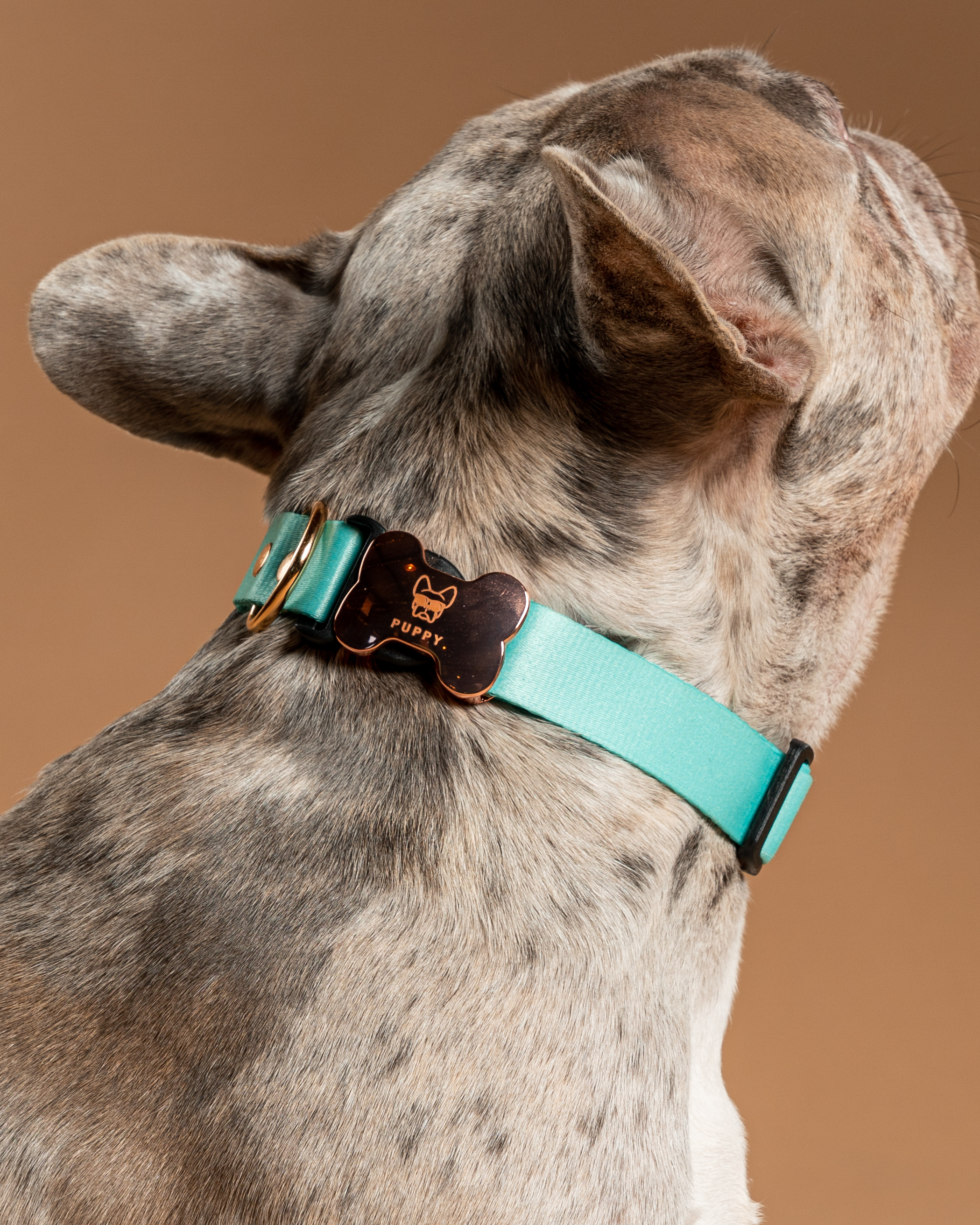 Collar Para Perro Verde Menta Unicolor Gold