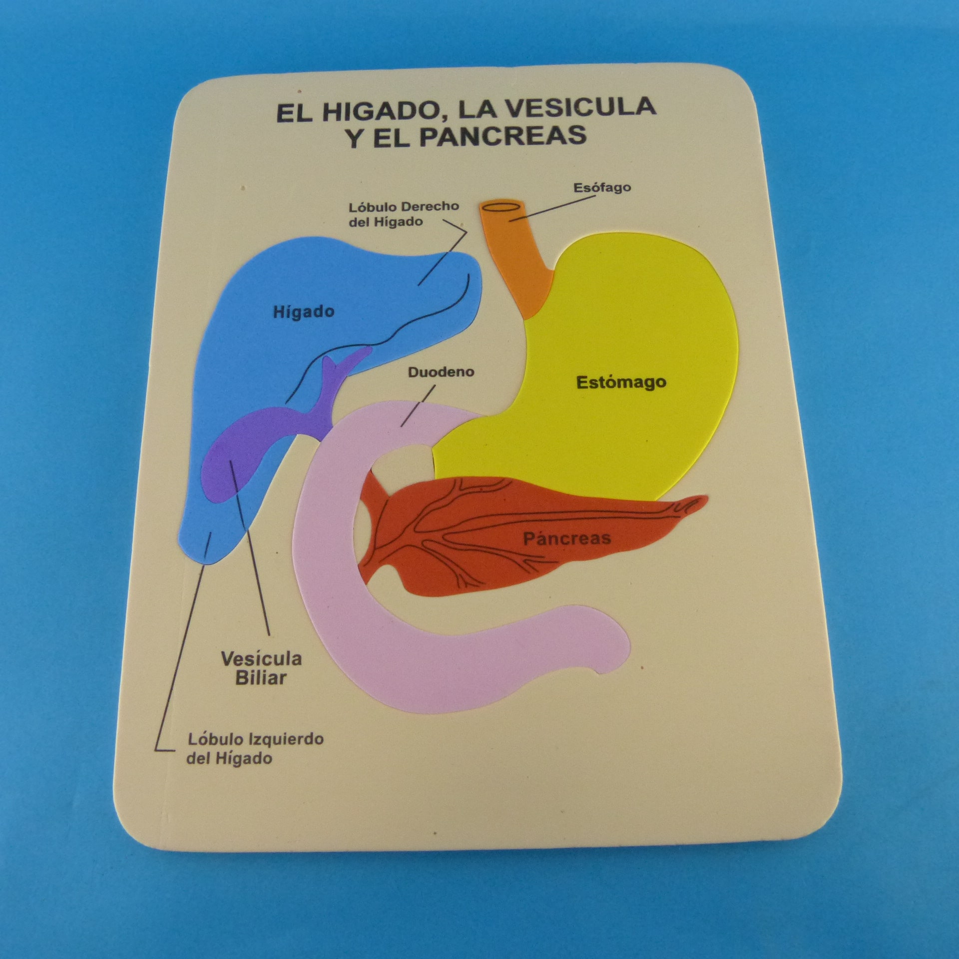 Miniatura 3 de Rompecabezas de hígado en foami