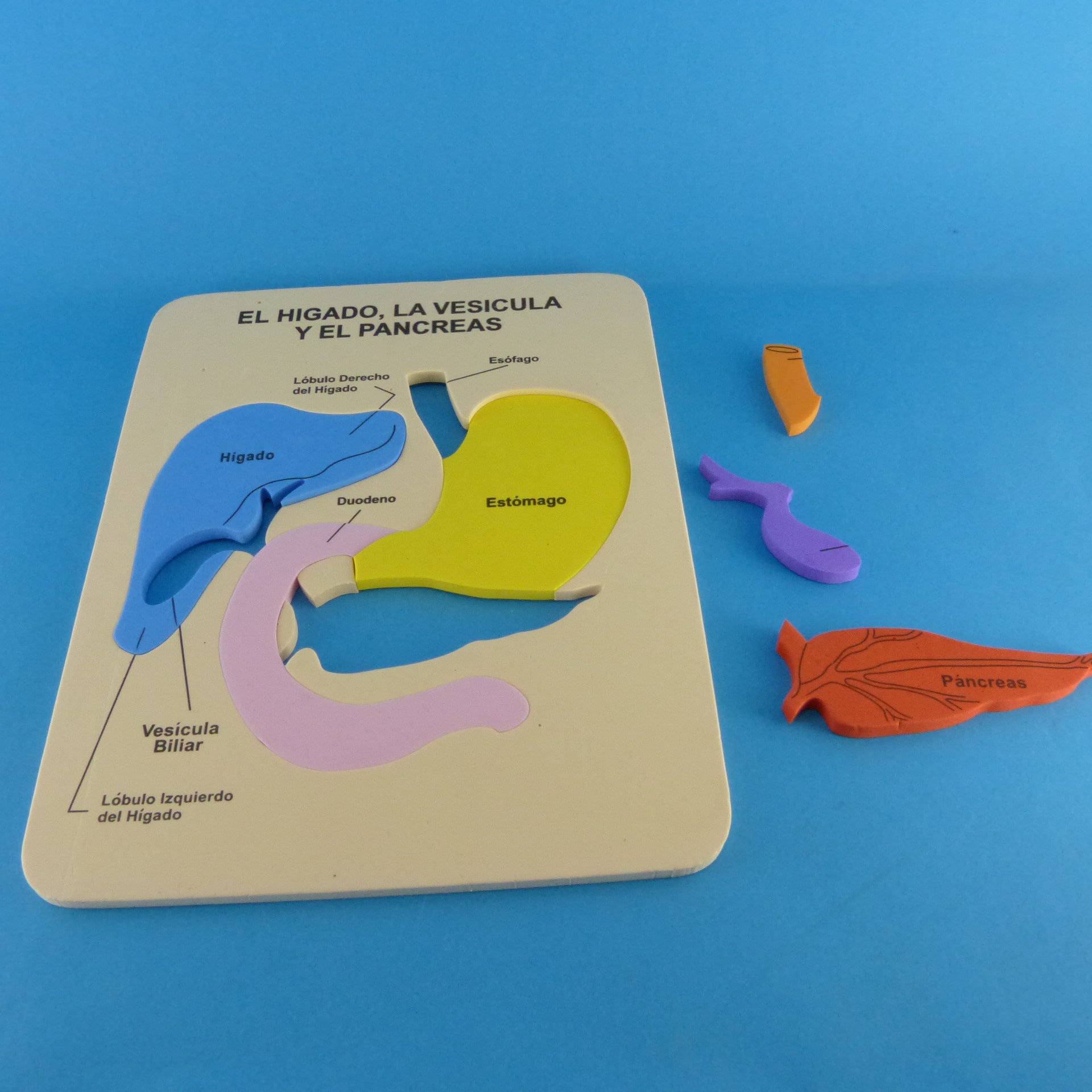 Miniatura 2 de Rompecabezas de hígado en foami