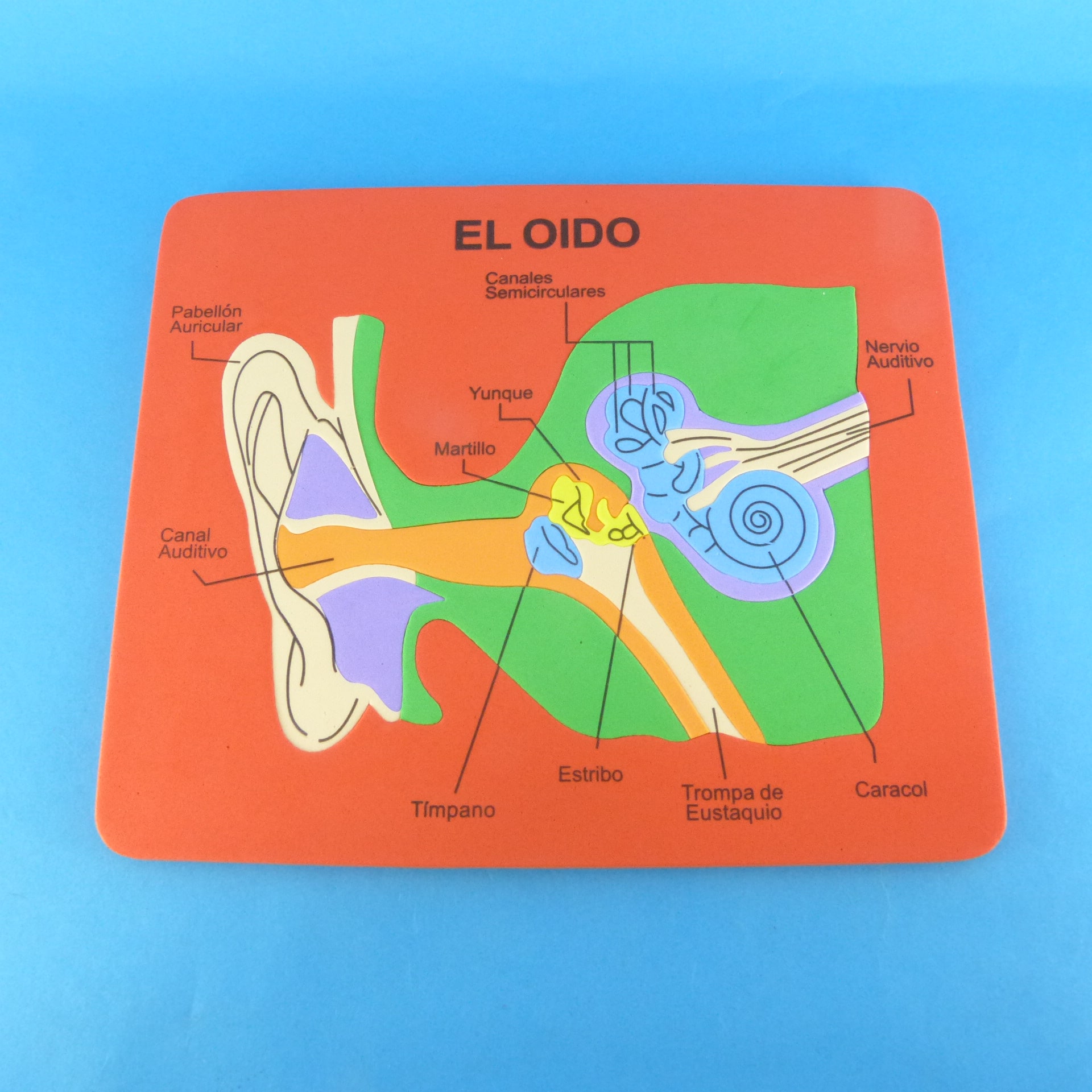 Miniatura 2 de Rompecabezas en foami del oído