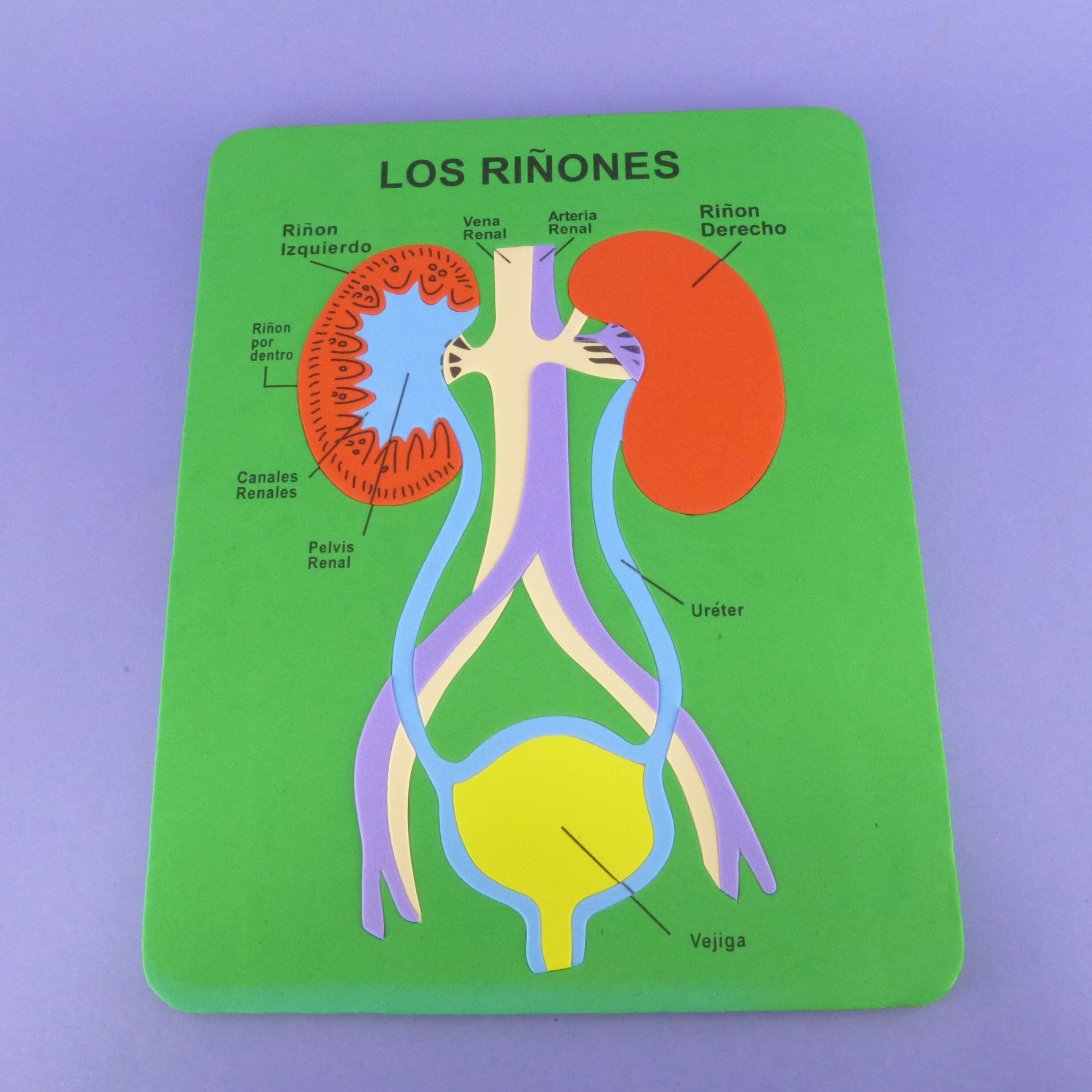 Rompecabezas de los riñones en foami