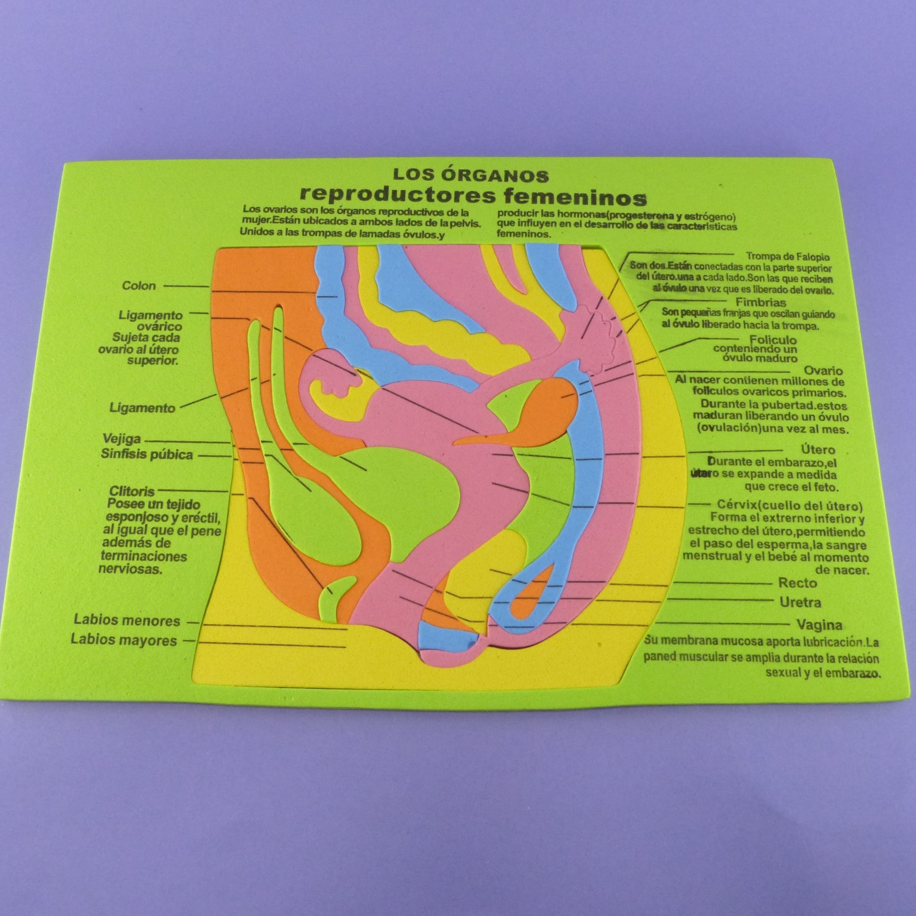 Miniatura 3 de Rompe cabezas cuerpo humano foami
