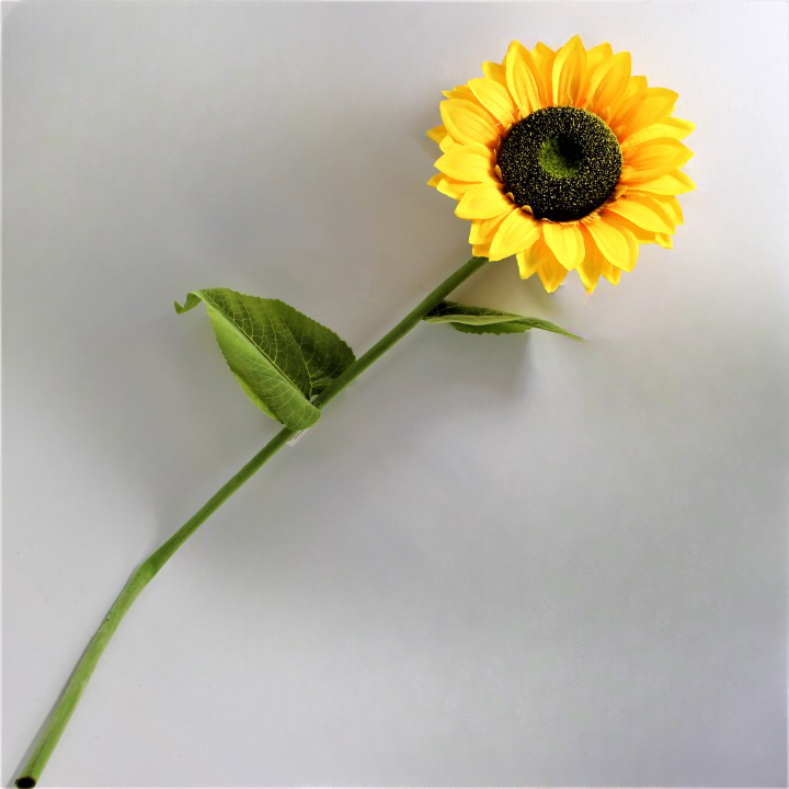 Miniatura 3 de Girasol Gigante