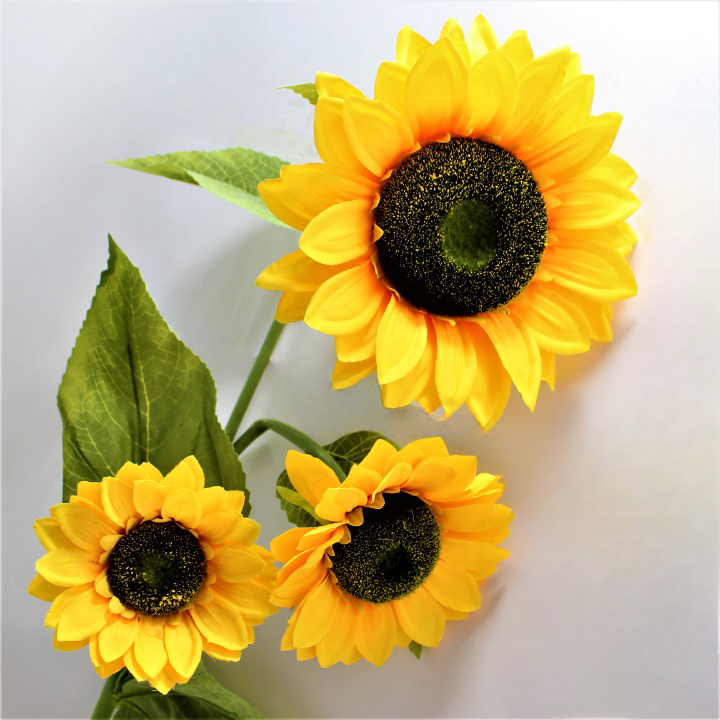 Miniatura 2 de Girasol x3 Gigante