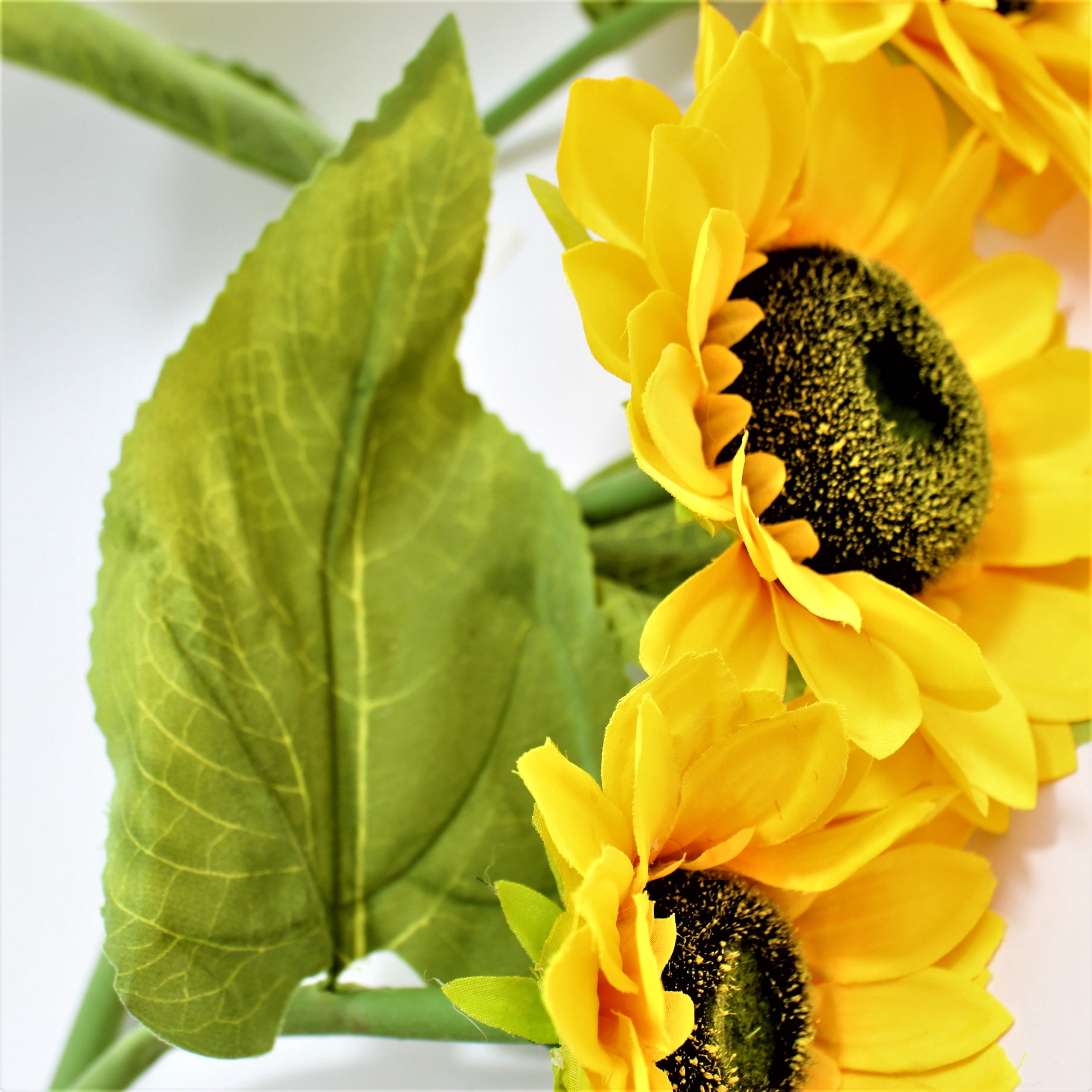 Miniatura 5 de Girasol x3 Gigante