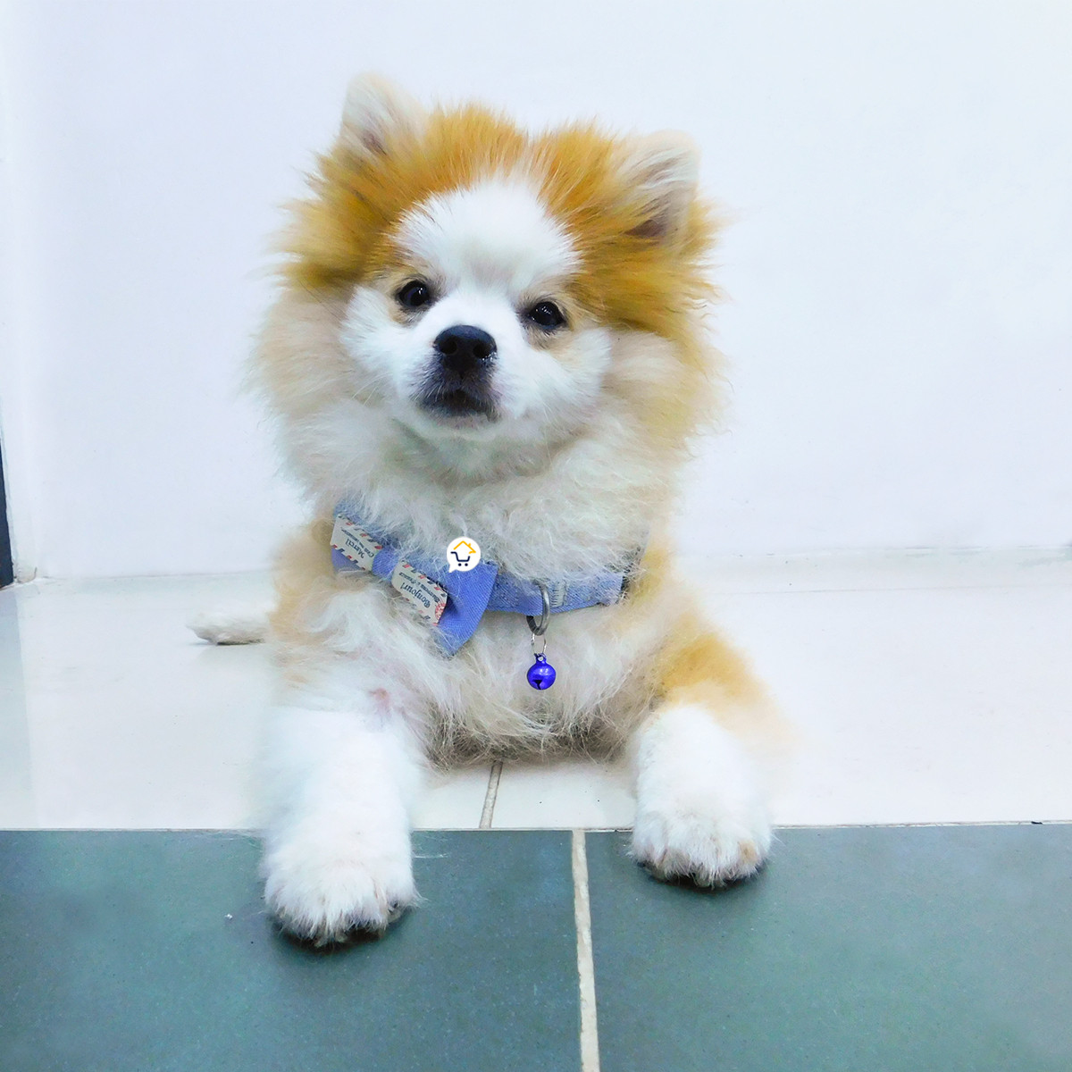 Collar Corbatin Con Cascabel MAS44