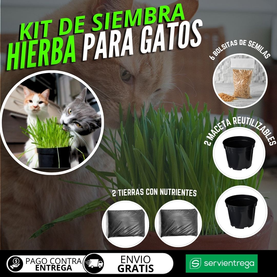 HIERBA PARA GATOS